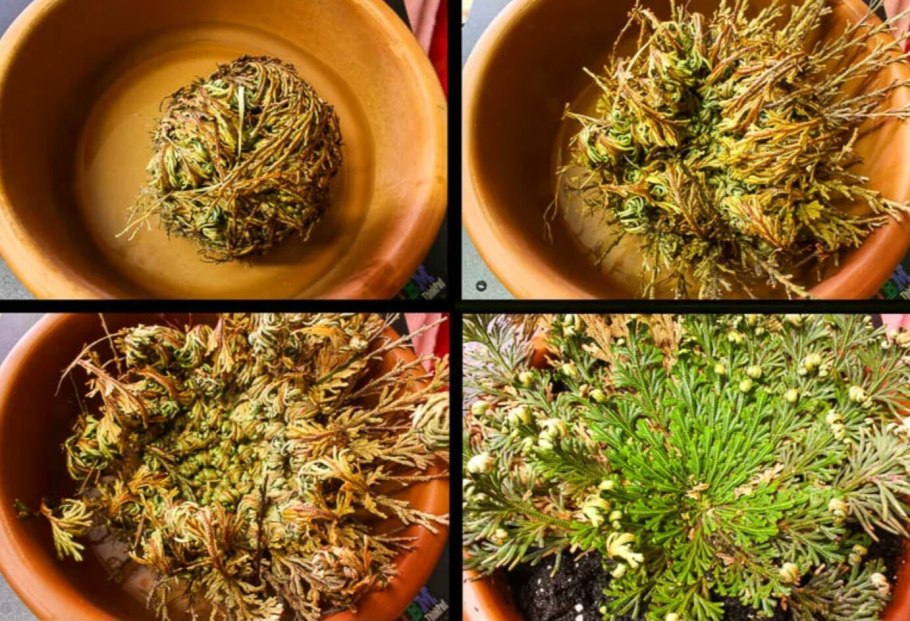 Селагинелла чешуелистная (Selaginella lepidophylla)
