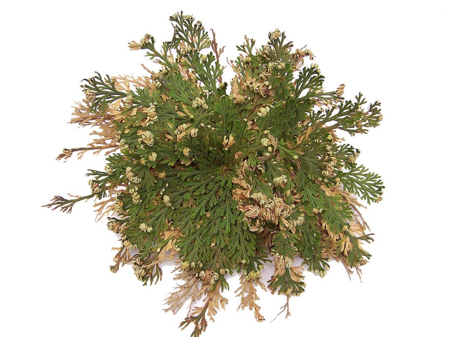 Селагинелла (Selaginella) lepidophylla роза Иерихона