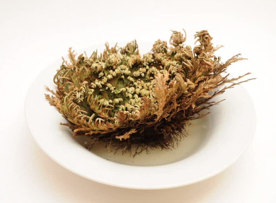 Rose of Jericho растение