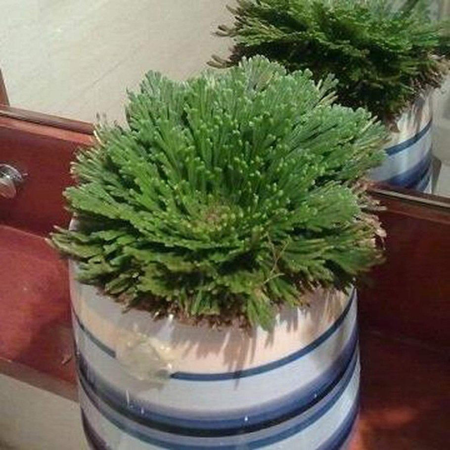 Селагинелла (Selaginella) lepidophylla роза Иерихона II