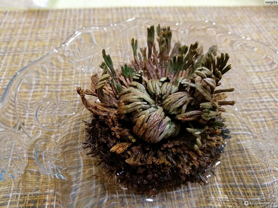 Selaginella lepidophylla