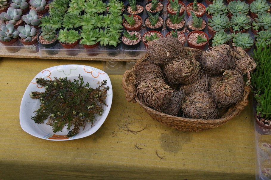 Selaginella lepidophylla