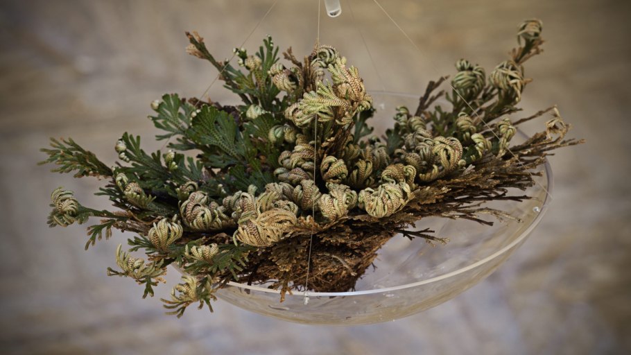 Selaginella lepidophylla