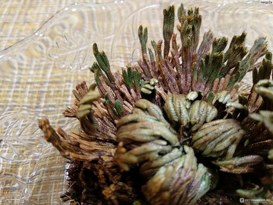 Selaginella lepidophylla