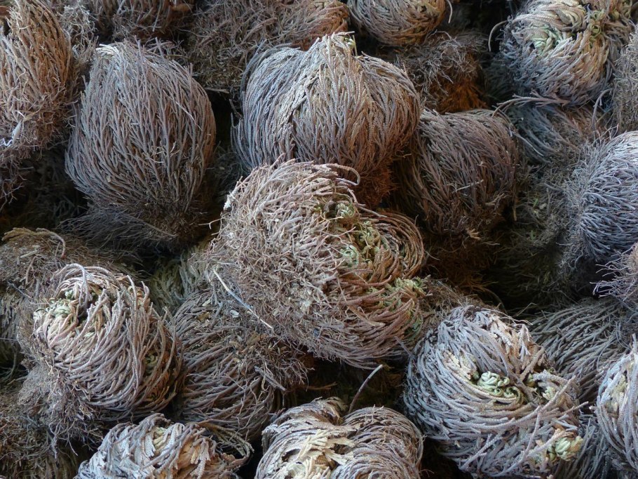 Anastatica hierochuntica