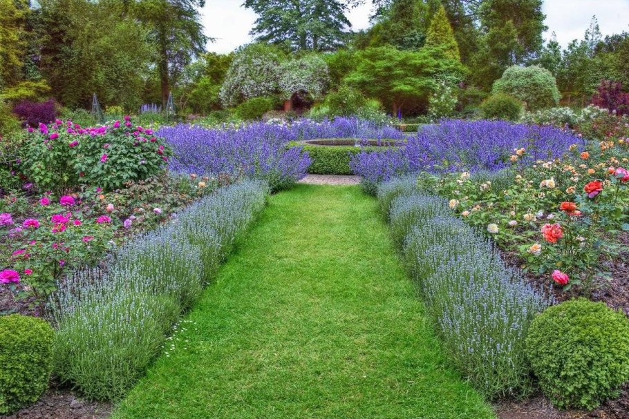 Лаванда на рабатке