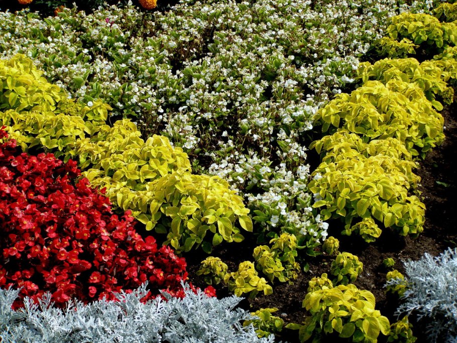 Почвопокровные многолетники гвоздика травянка