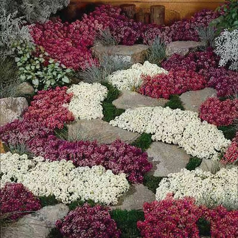 Бархатцы бордюрные низкорослые