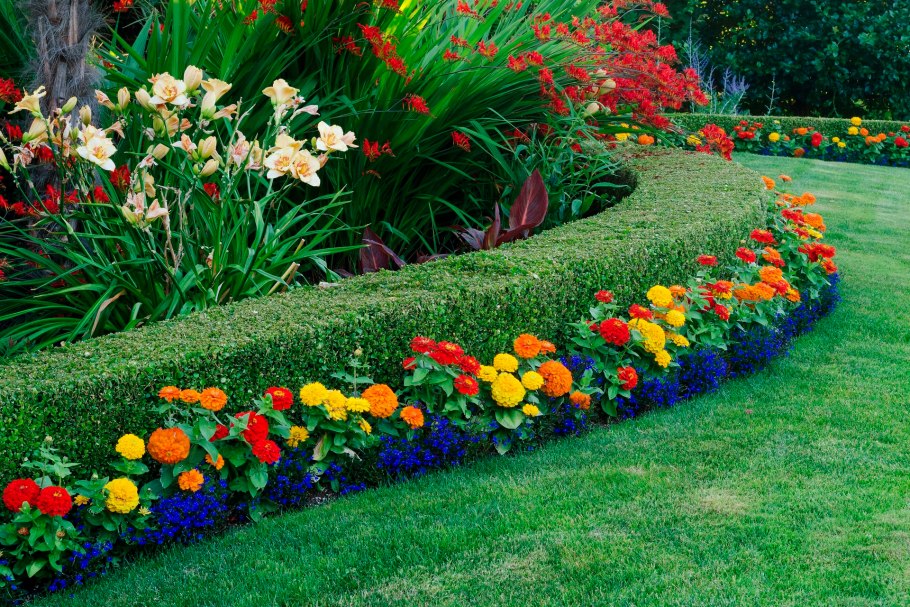 Хоста бордюрная