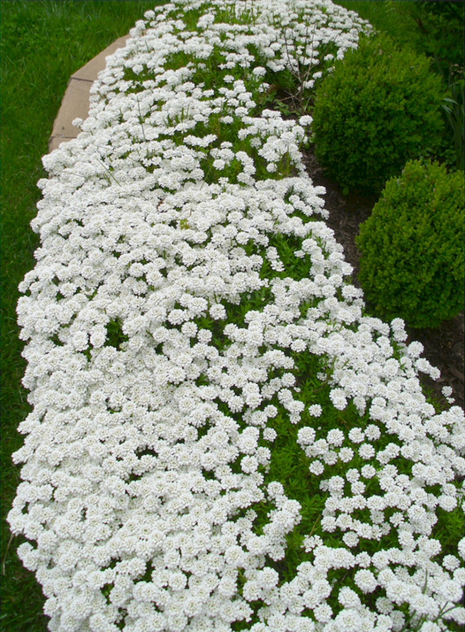 Ясколка почвопокровная