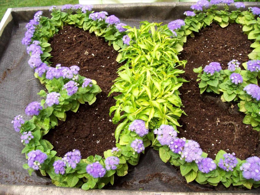 Очиток Видный (Sedum spectabile)