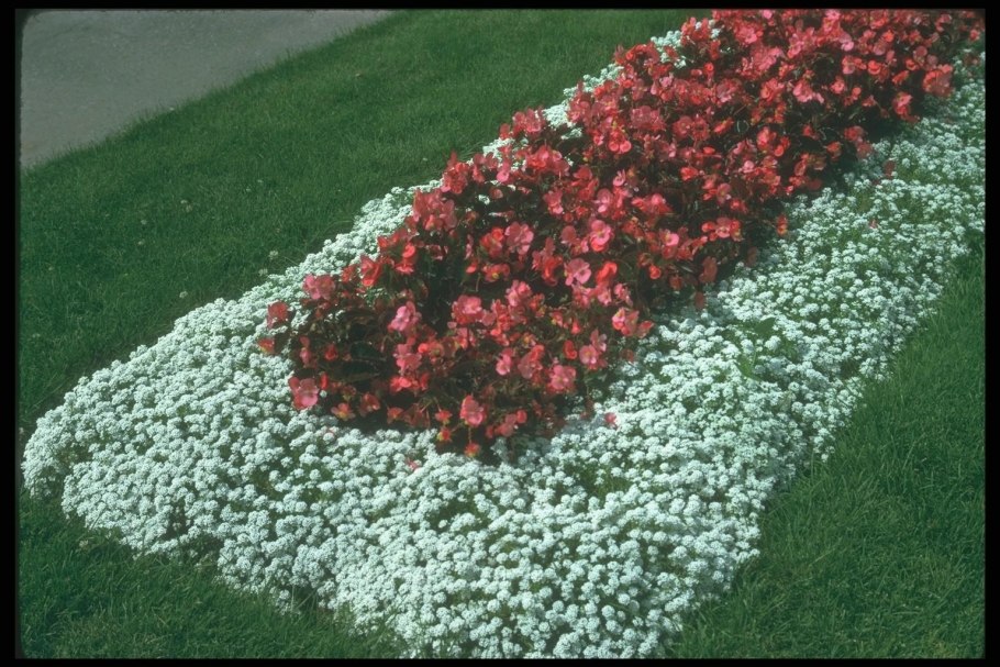 Хаконехлоя Наоми