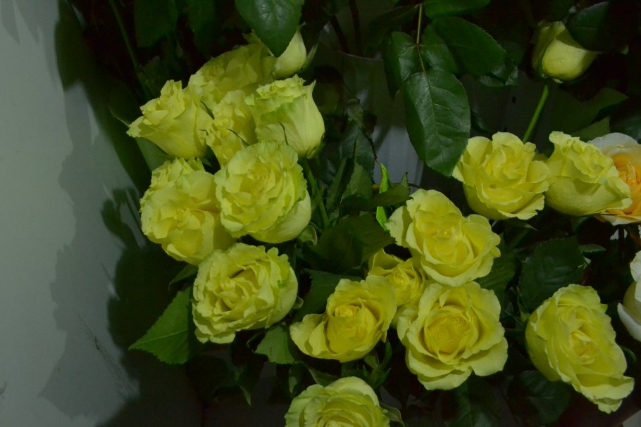 Роза чайно-гибридная Лимбо