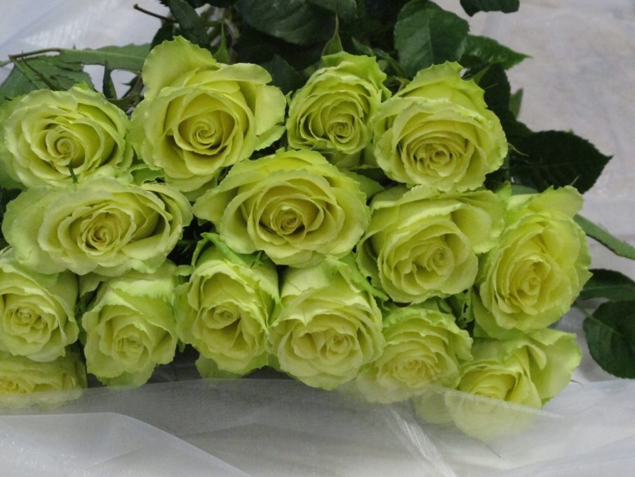 Роза Грин Жаде