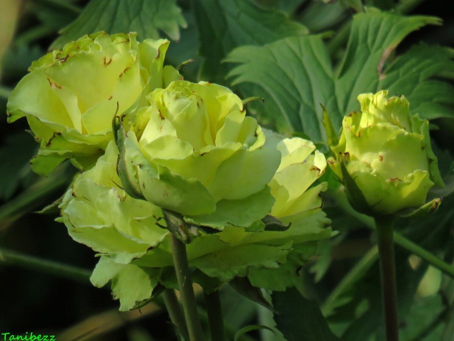 Зеленая роза Лимбо