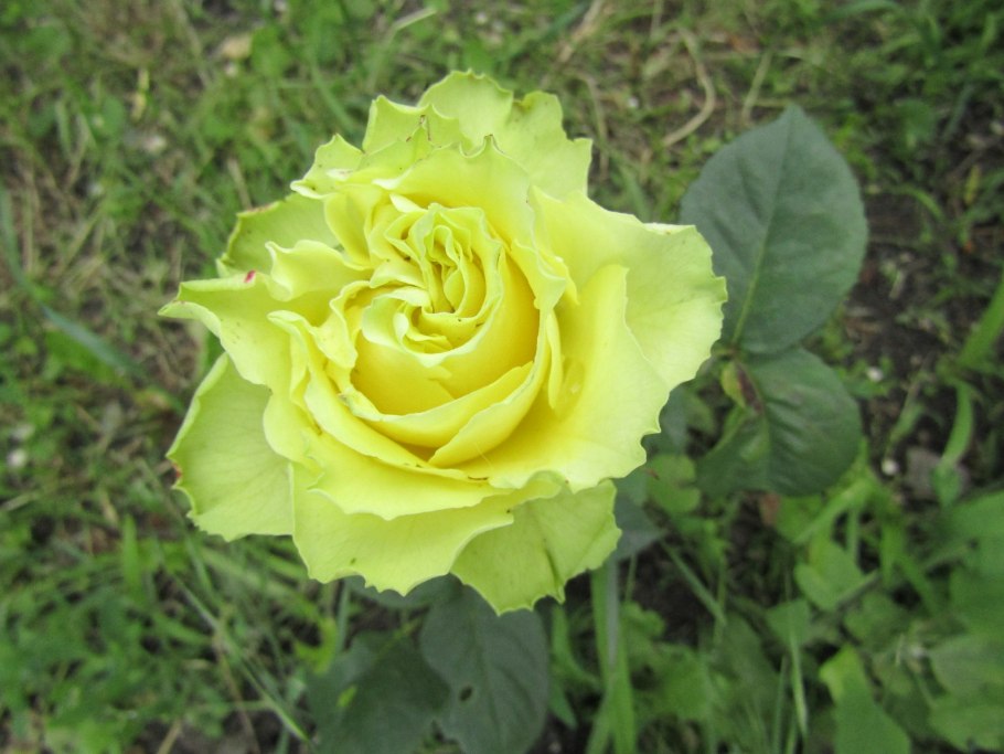 Роза Грин диамонд