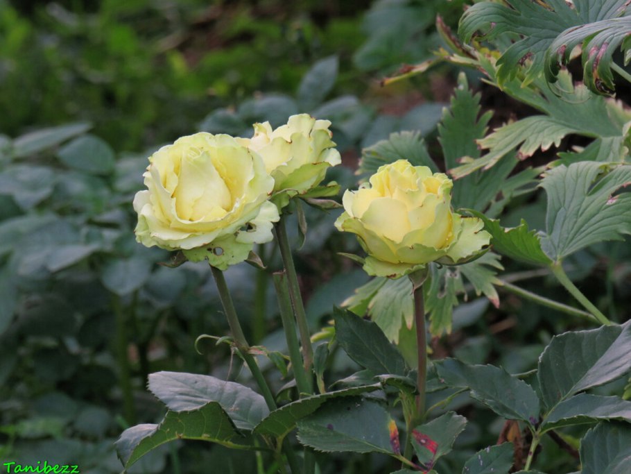 Роза Грин Теа