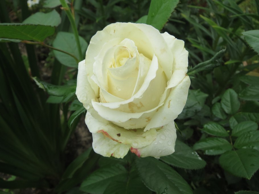 Роза чайногибрибная Лимбо