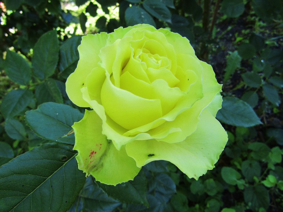 Роза Кордес