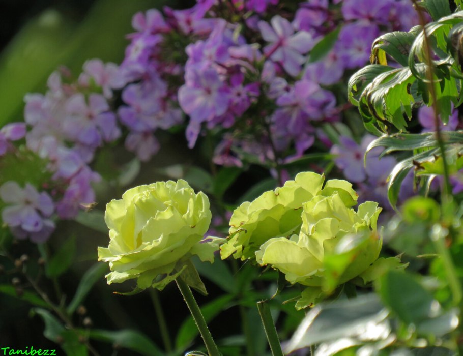 Лимонад роза Эквадор