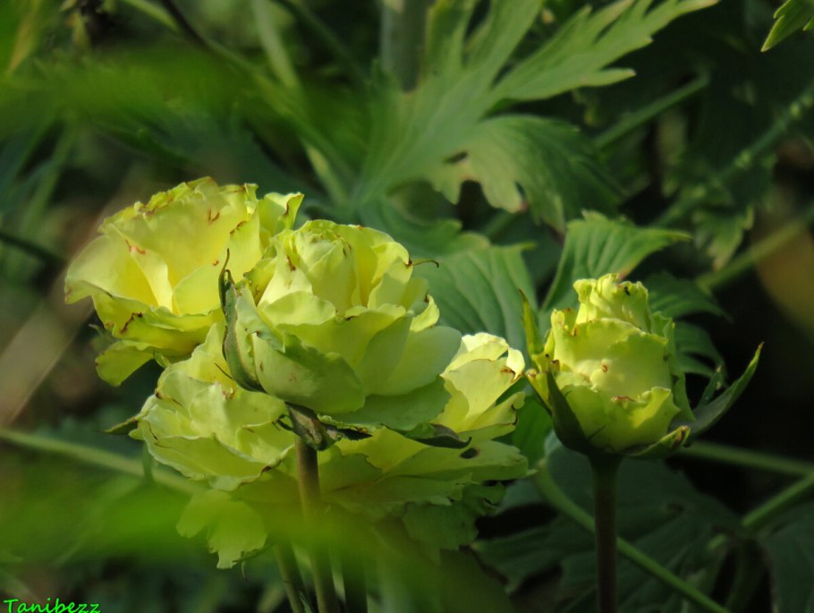 Роза чайно-гибридная Limbo