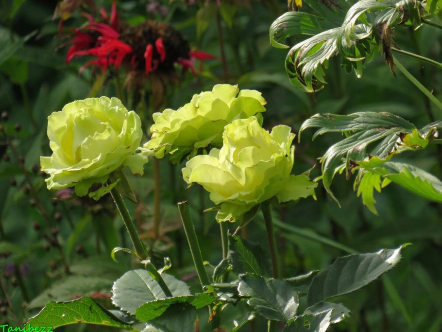 Зеленая роза Лимбо