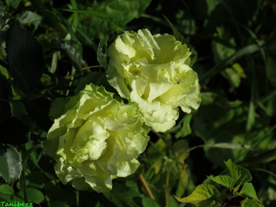 Зеленая роза Лимбо