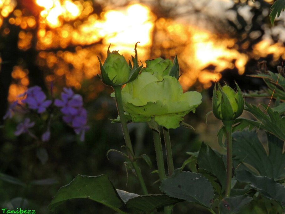 Роза чайно-гибридная Грин фэшн