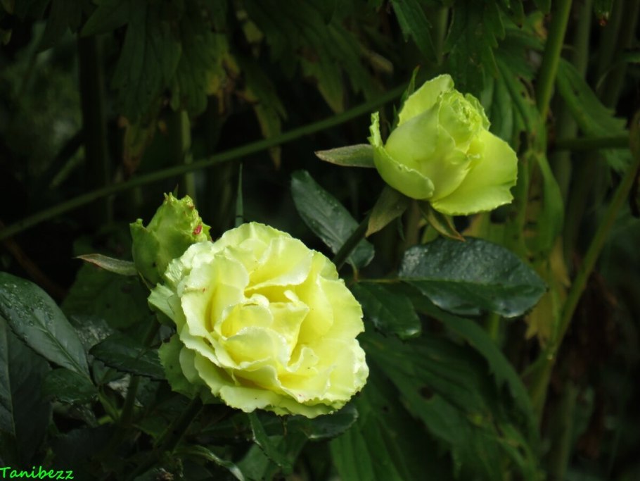 Зеленая роза Лимбо