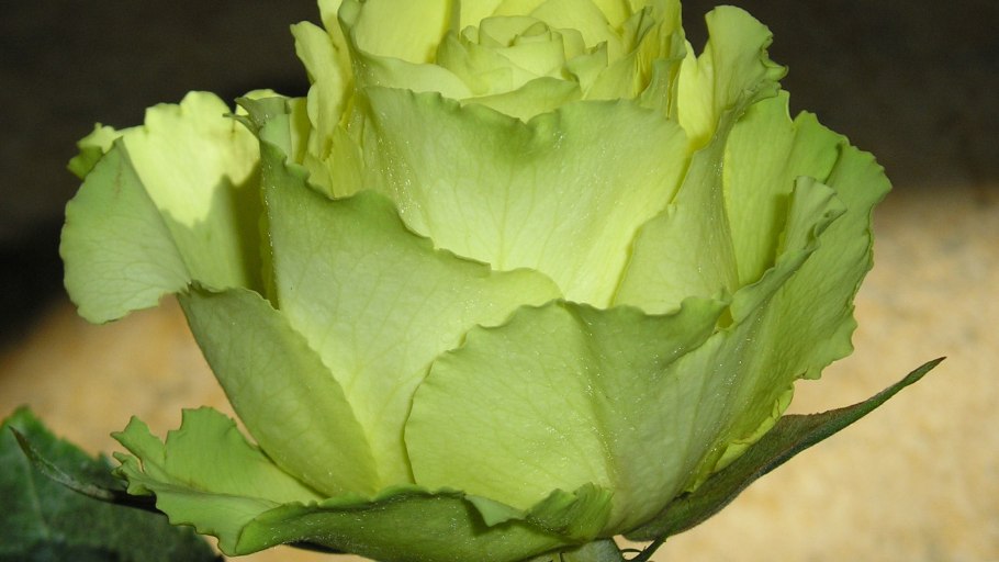 Свадебный букет роза Лимбо