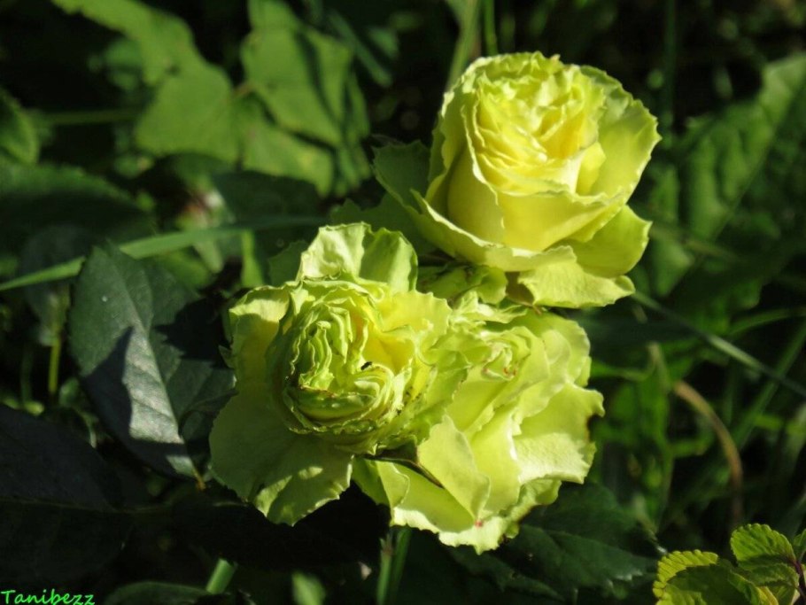 Роза чайно-гибридная Лимбо