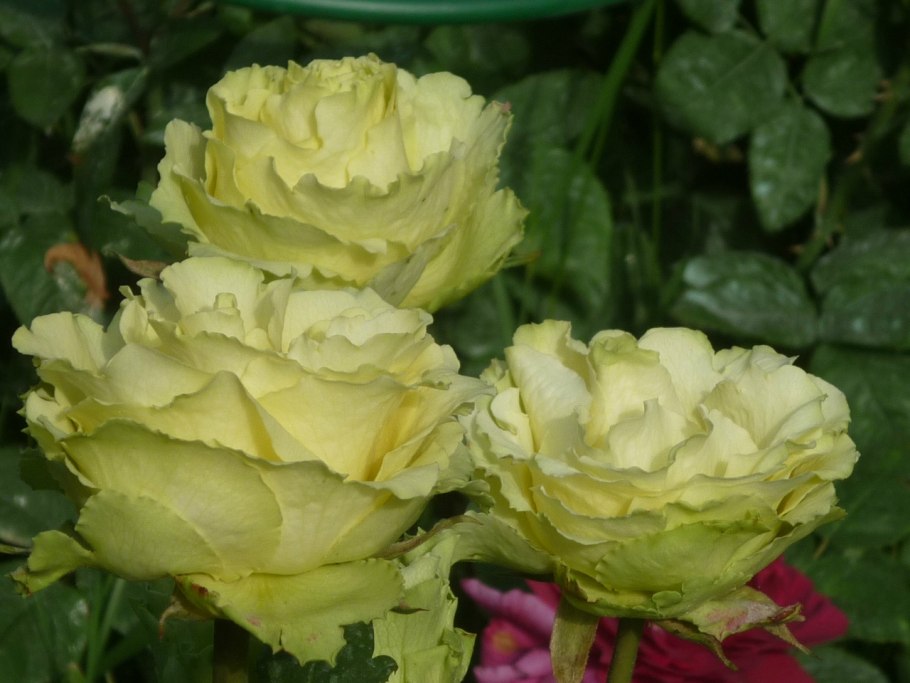 Роза лайм Грин