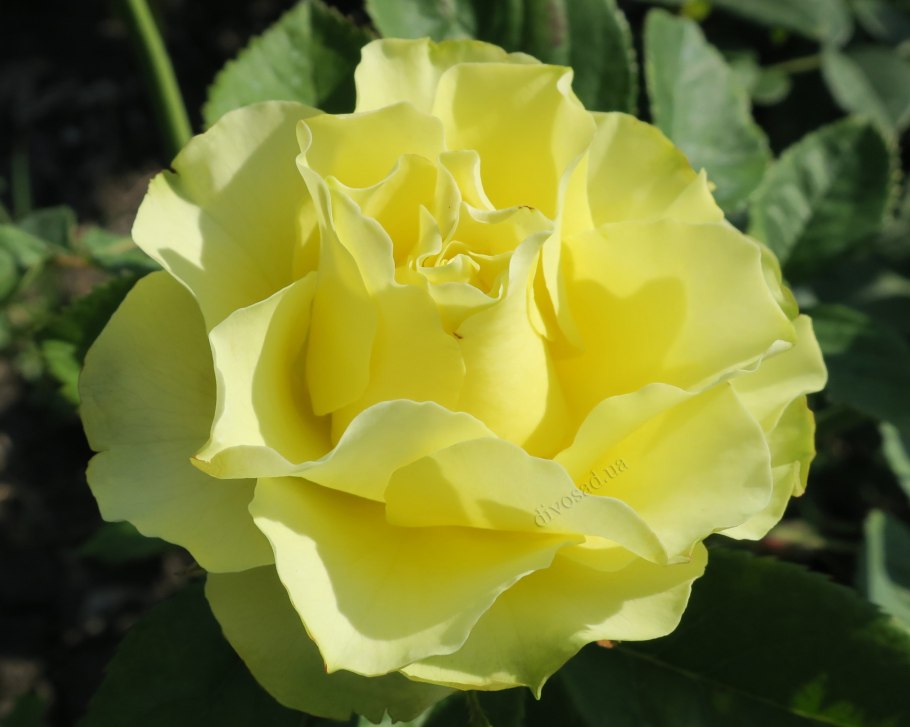 Роза Лимбо в Сибири и на Урале энциклопедия