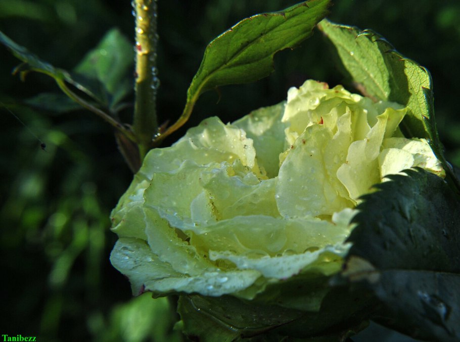 Роза Грин Джин