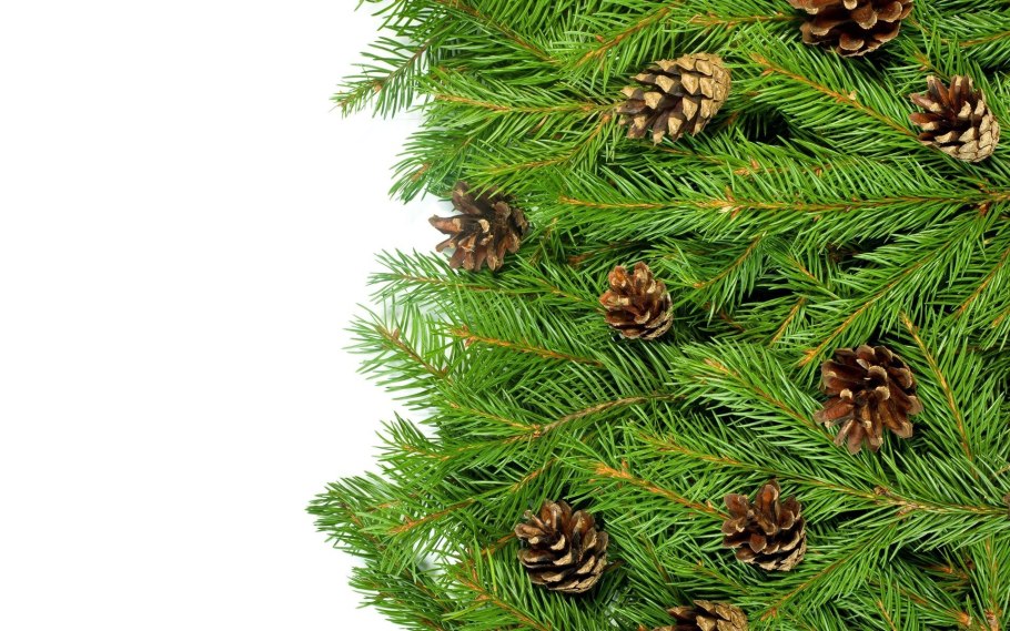 Ветка елки в снегу