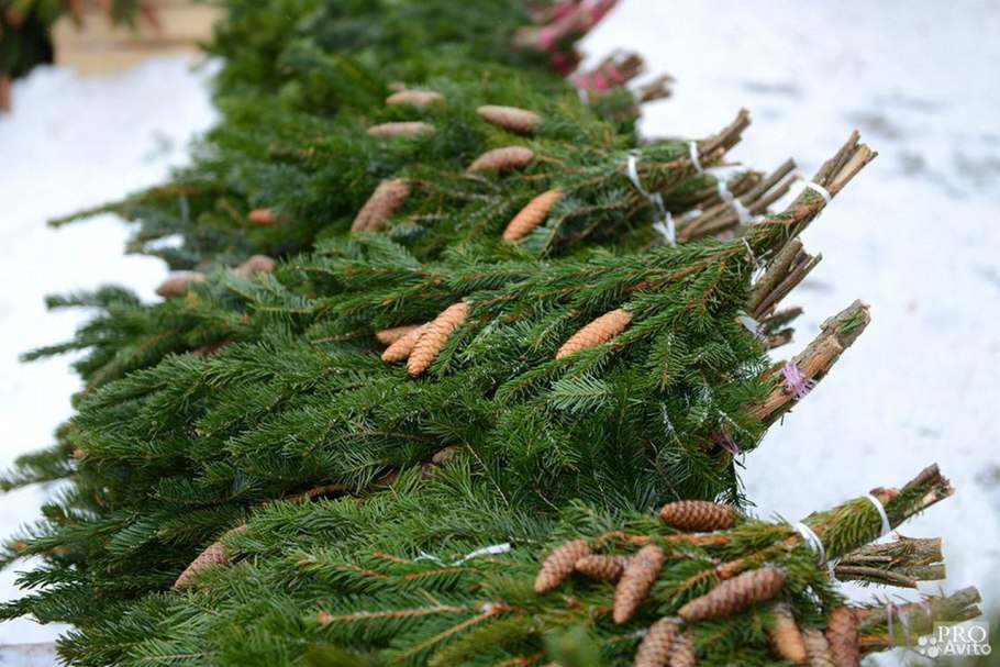 Сибирская пихта текстура