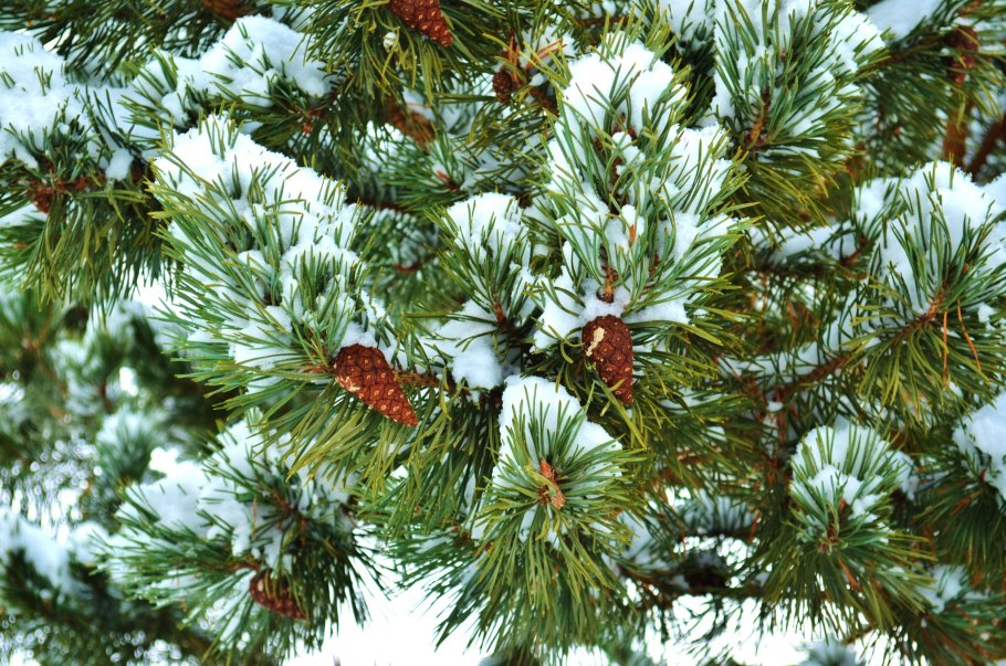 Ветка Еловая