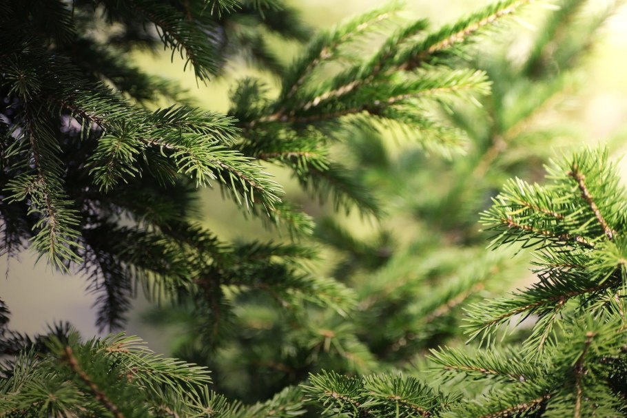 Веточки хвойники шишки