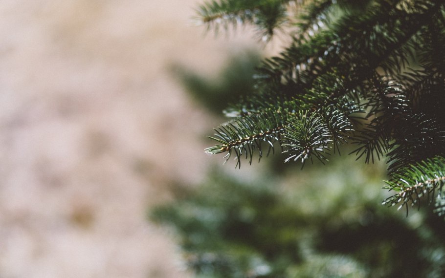 Сосна ель можжевельник