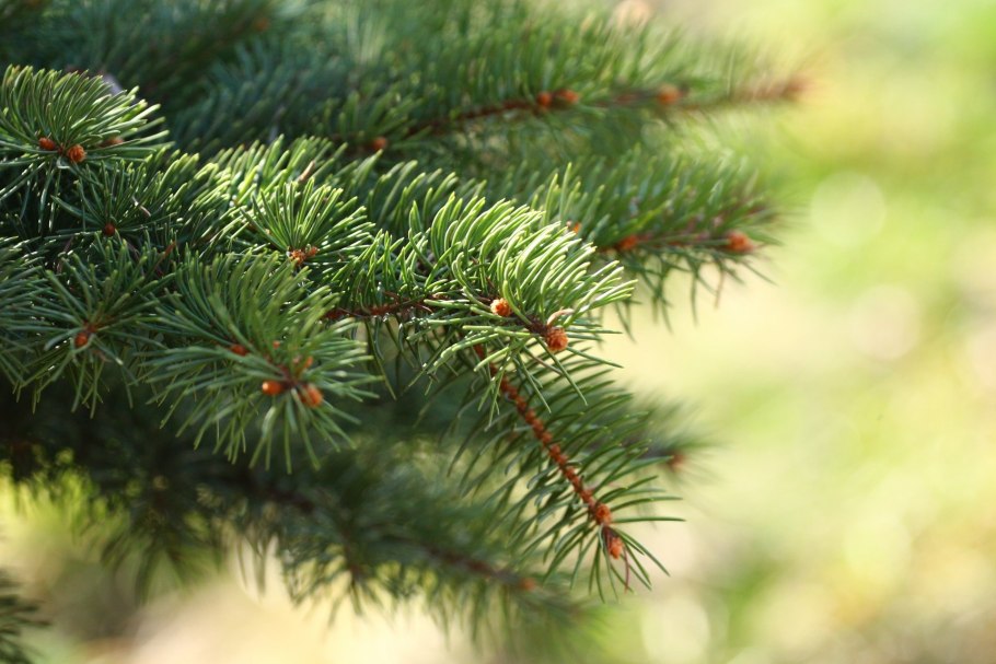 Сосна Горная хвоя веточка