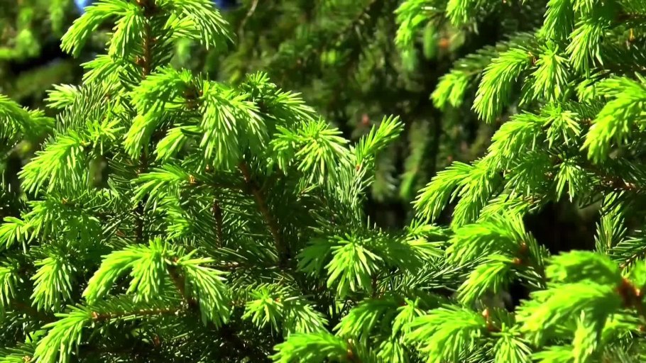 Пихта Сибирская хвоя