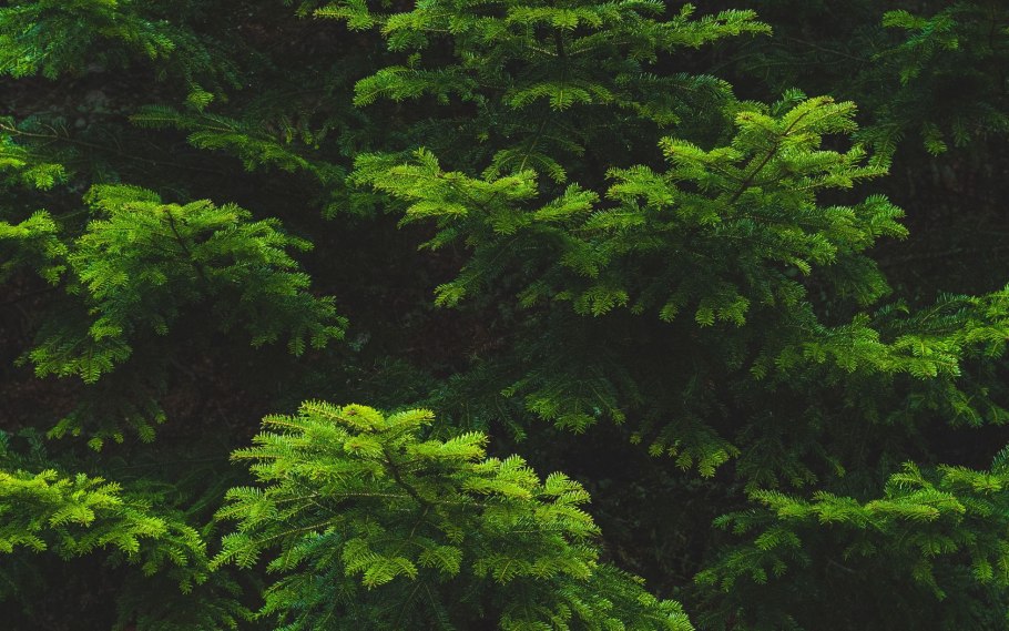 Thuja orientalis Leaf texture