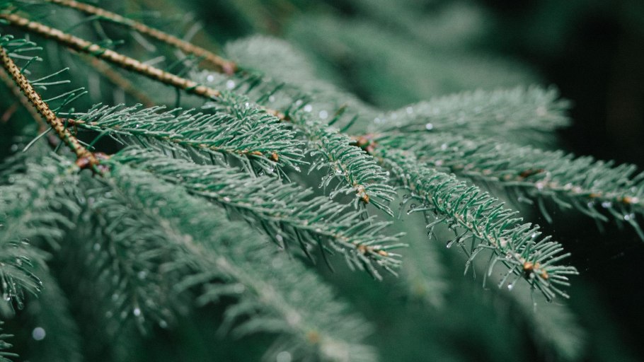 Crystal Trees ель кедр Сибирский 2.55