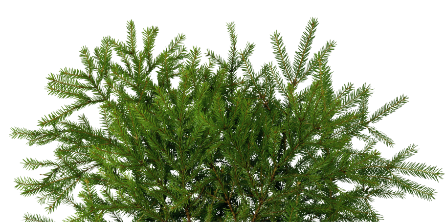 Пихта хвоя характеристика