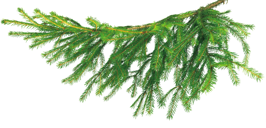 Темная хвоя