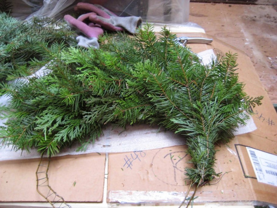 Лапник еловый