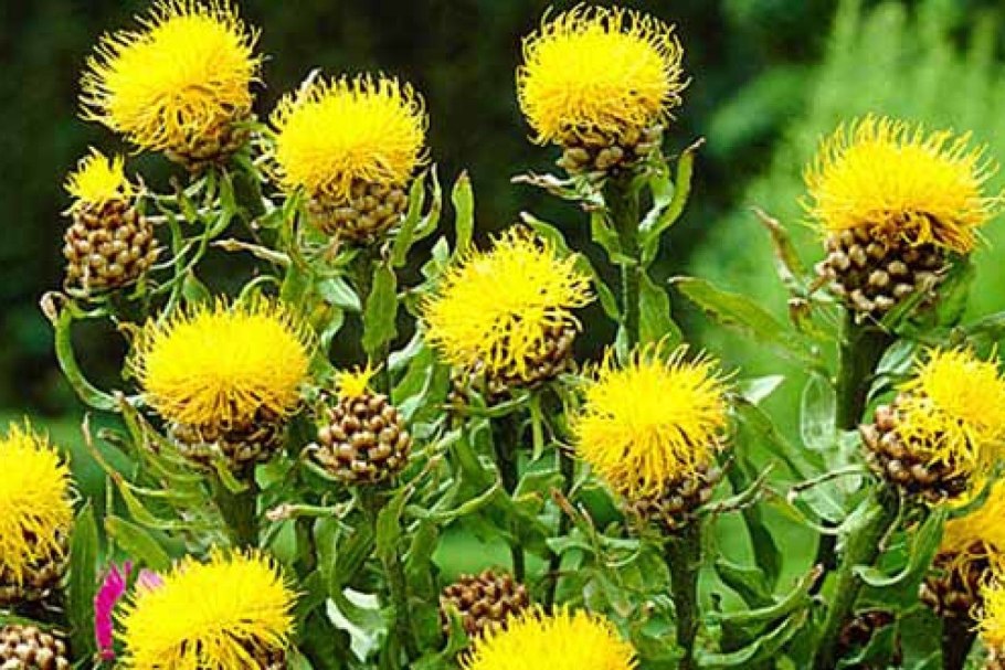 Чертополох (репей колючий)