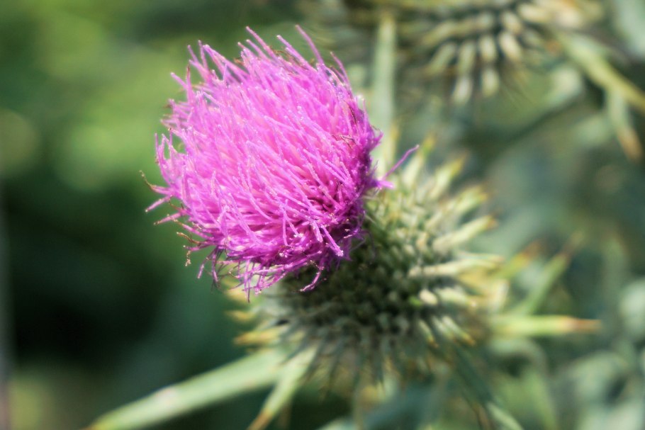 Растение близко