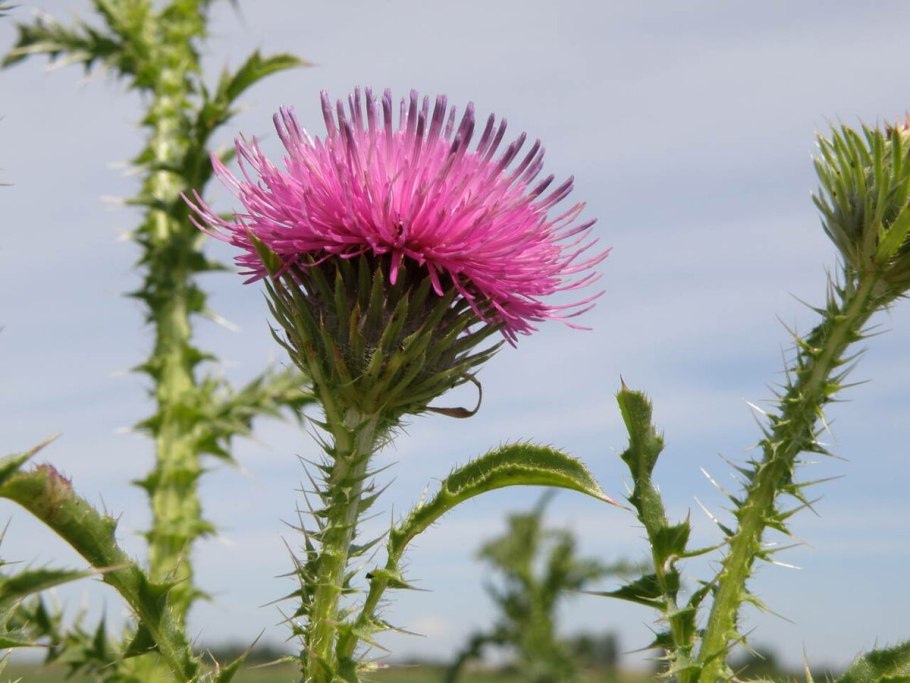 Бодяк обыкновенный (Cirsium vulgare)