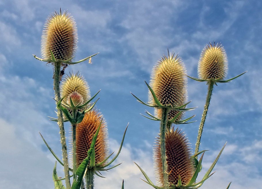 Чертополох колючий (Carduus Acanthoides)